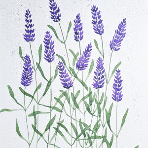 Aquarelle de plusieurs brins de lavande avec des projections de mauve pailleté, capturant la douceur et l'élégance de cette fleur.
