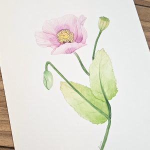 Aquarelle d’un coquelicot mauve aux pétales délicats, peint sur un grand format avec des nuances subtiles et un fond doux.