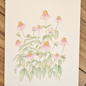 Aquarelle d’échinacées roses, fleurs éclatantes du printemps.